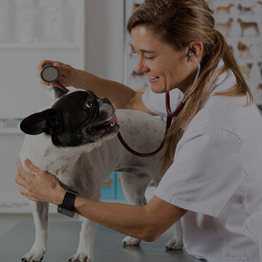 Nearby Pet Friendly Hospitals in Edinburg Nearby Pet Friendly Hospitals in Edinburg