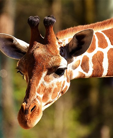 Niabi Zoo Niabi Zoo