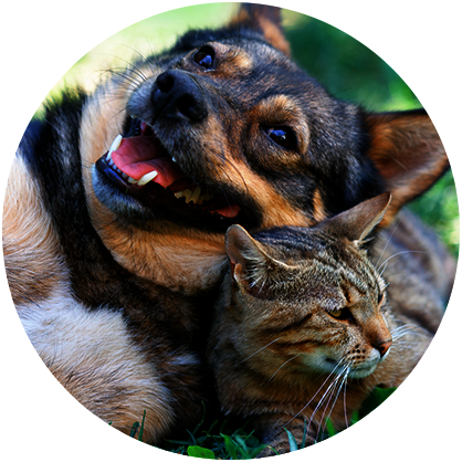 Pet Friendly Apartments in San Jose Pet Friendly Apartments in San Jose
