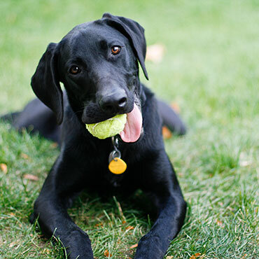 perfect pet-friendly apartment perfect pet-friendly apartment
