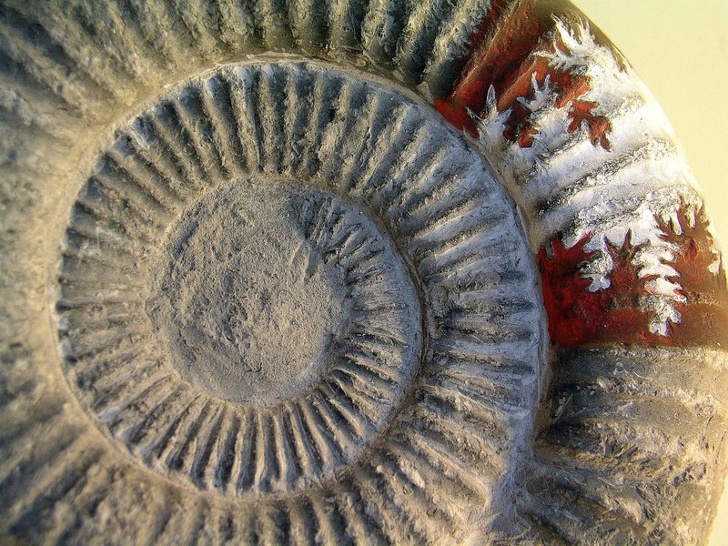 The Zymoglyphic Museum