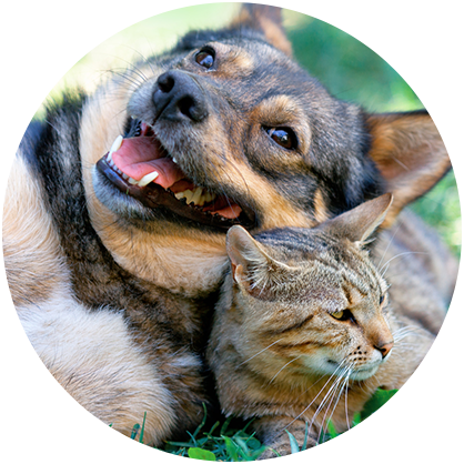 Pet Friendly Auburn Apartments