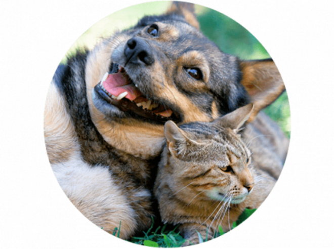Ion Queen Anne pet friendly