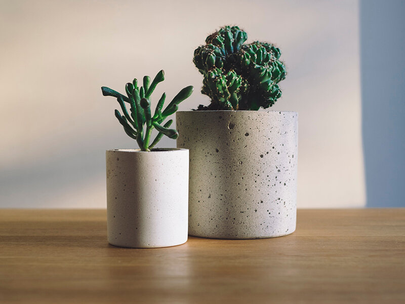 Plants on Coffee Table | Vista Peak