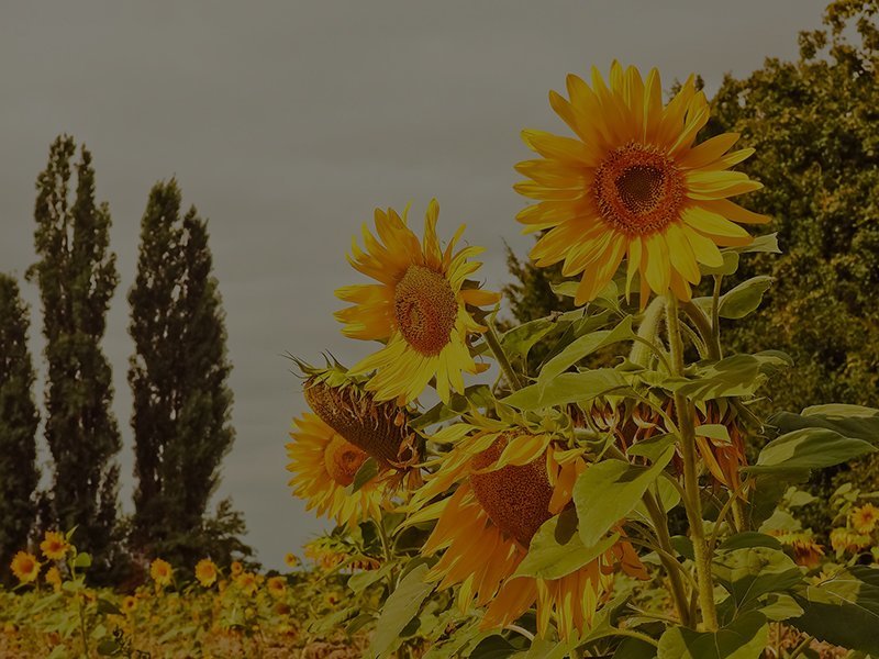 Sunflower Farm
