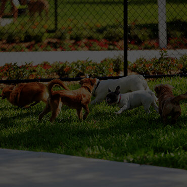 Dog Park
