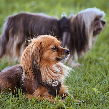 Dog Park