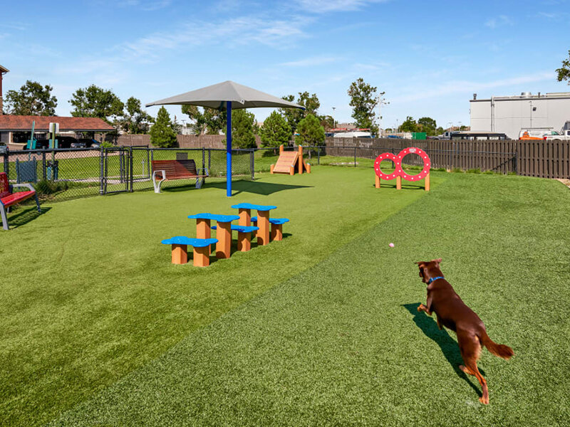 Dog Park  | M2 Apartments