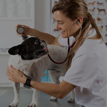 Nearby Pet Friendly Hospitals in Ontario