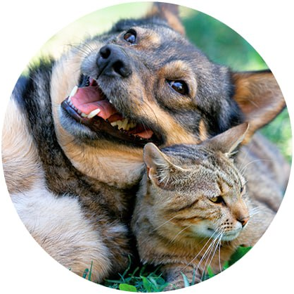 Pet Friendly Northglenn Apartments