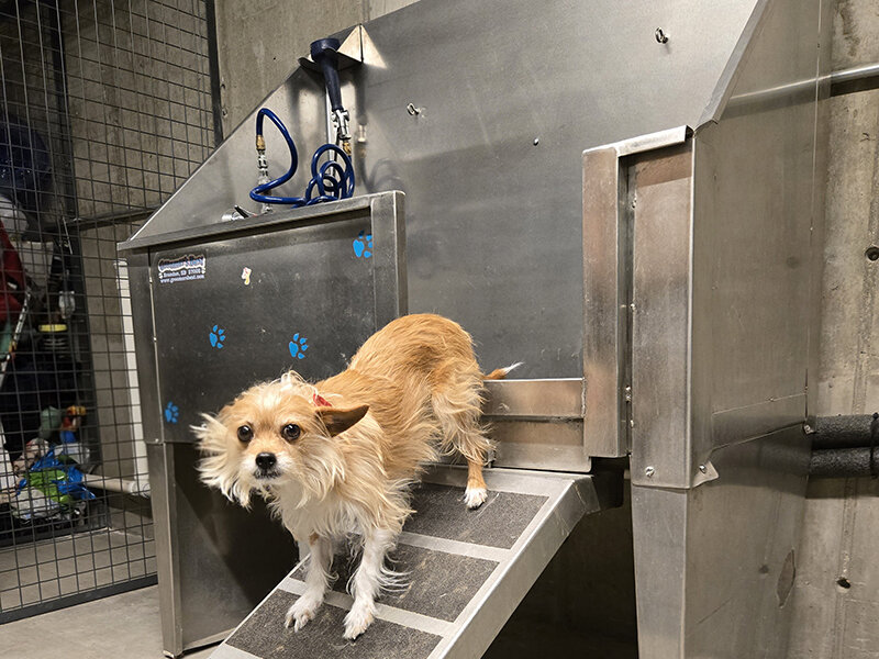 Pet Wash Station | 1600 Hoyt Apartments
