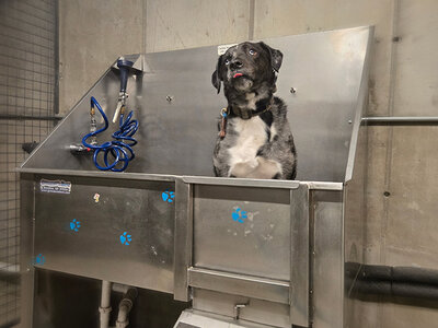 Dog Wash | 1600 Hoyt Apartments