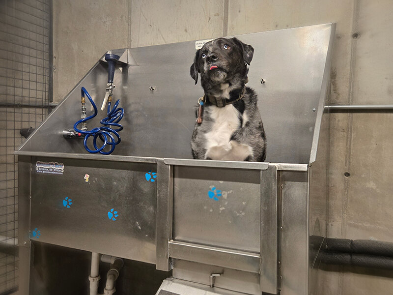 Dog Wash | 1600 Hoyt Apartments