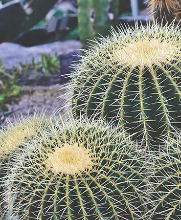 Desert Botanical Garden
