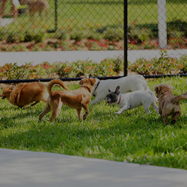 Large Dog Park at The Curve at Melrose Apartments