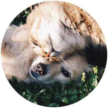 Pet Friendly Lehi Apartments