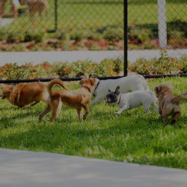 Large Dog Park at The Pointe at Fort Union Apartments