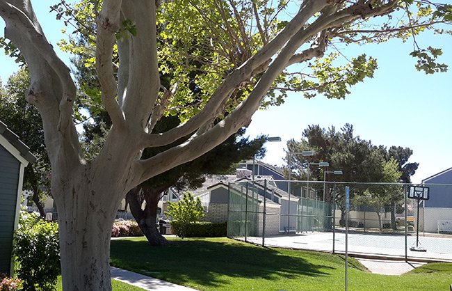 The Cape Apartments in Palmdale, CA