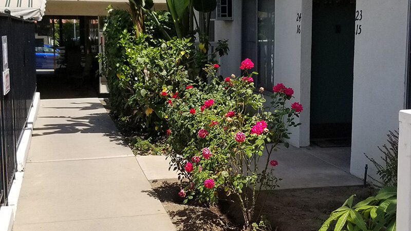 City Walk Apartments