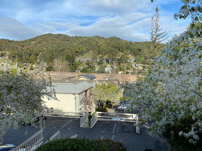 San Rafael CA Apartments - Park Hill Studios - Parking Spaces Surrounded by Gorgeous Landscaping