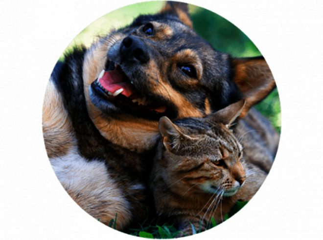 COHO138 pet friendly