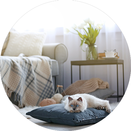 Pet Friendly Fullerton Apartments