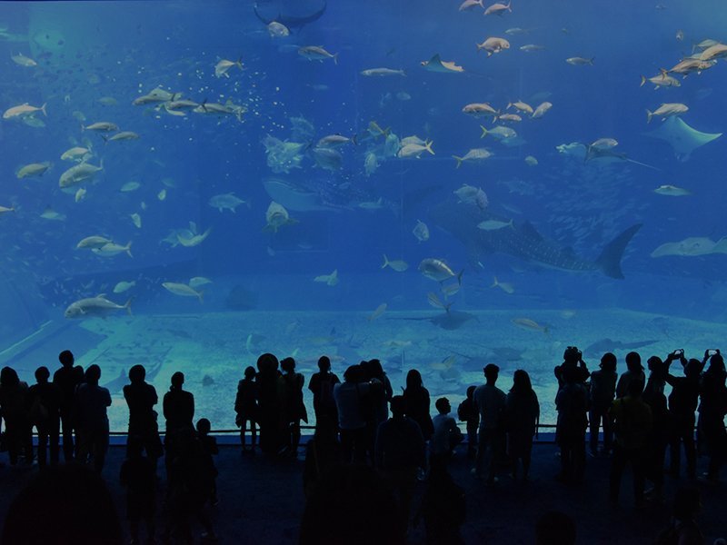 Houston Interactive Aquarium