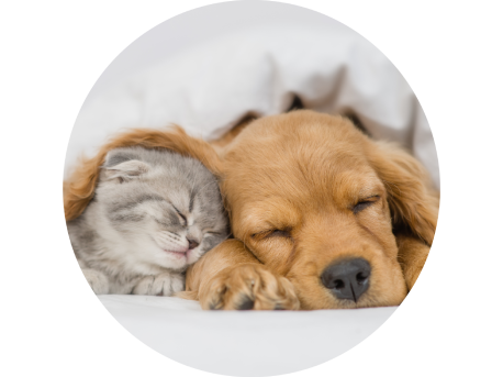 Pet FRIENDLY at The Rambler