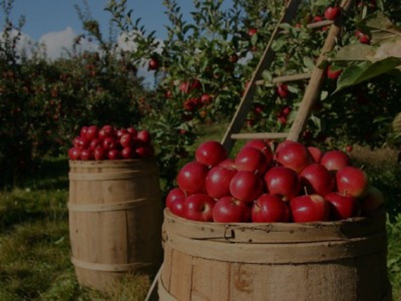 Woodspur Farms
