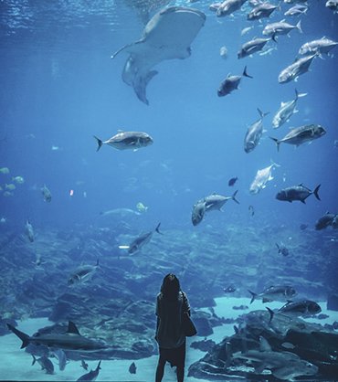 The Aquarium of Boise