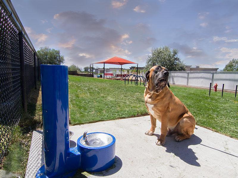 Dog Park | Foothill Place Apartments