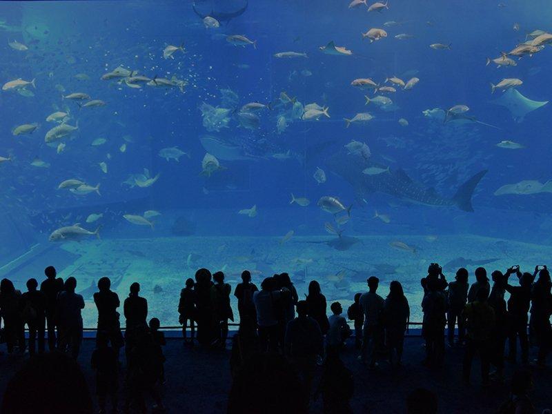 Houston Interactive Aquarium