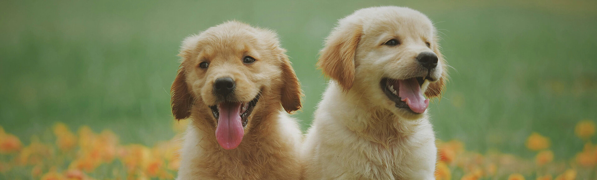 Apartments for Rent in Columbus , OH Pet Policy at Kendall Park