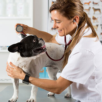 veterinarian caring for dog