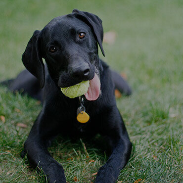 Dog with ball
