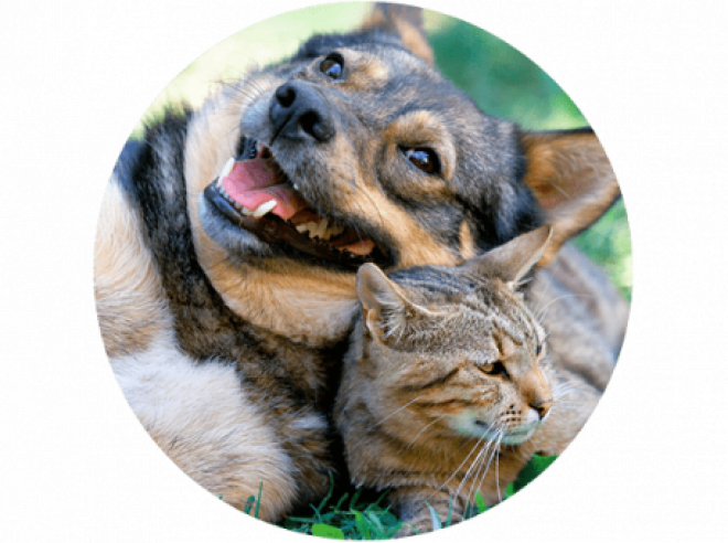 Arden Place Apartments pet friendly