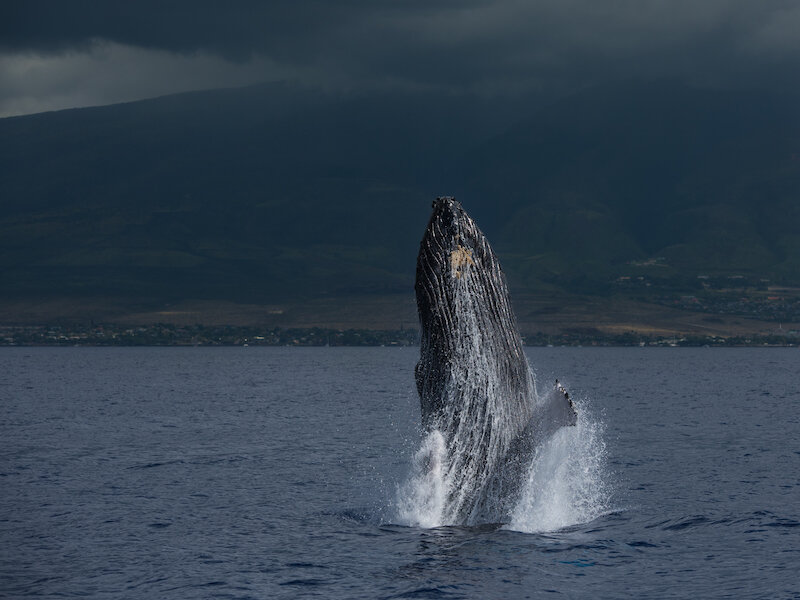 Whale Watching near Sunset Terrace | Lahaina Apartments
