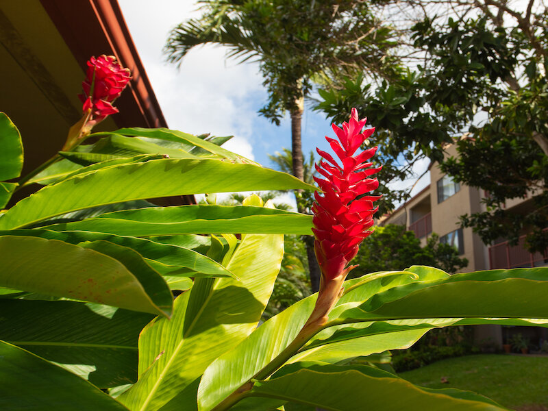 Sunset Terrace | Lahaina Apartments Beautiful exterior