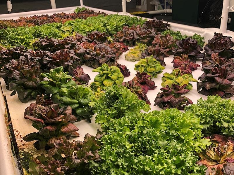 Aquaponic Garden | Plants | The Arbors of Sweetgrass 