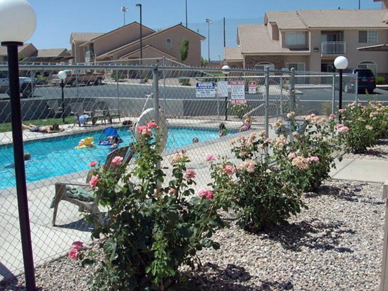 Pool | Desert Rose