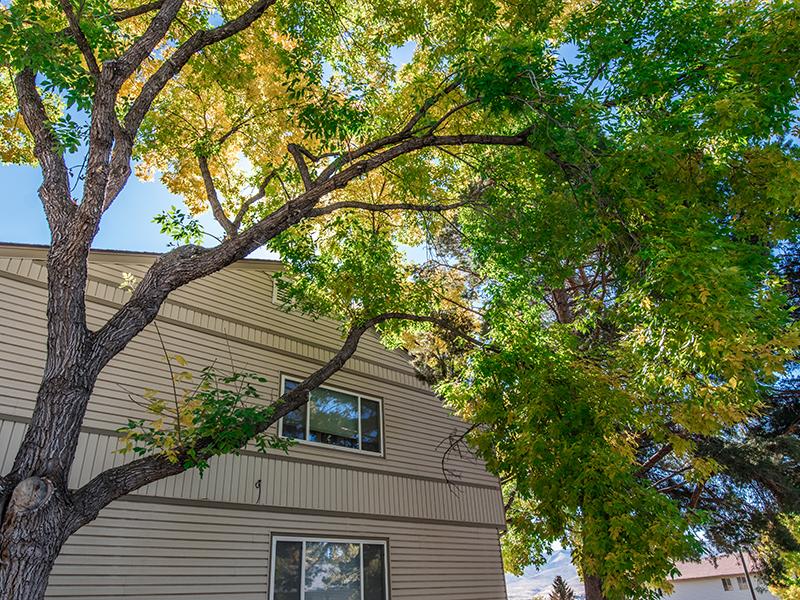 Beautiful Trees on Property | The Grove Apartments in Pocatello, ID