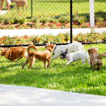 Large Dog Park near Patriot Pointe