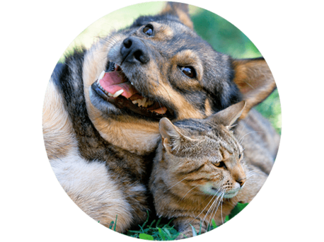 Pet FRIENDLY at Kallisto at Bear Creek