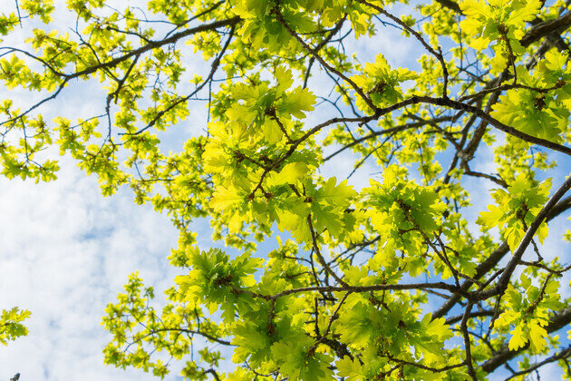 Green Meadows Luxury Design